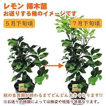 Amazon.co.jp: 【 植え替え不要 】選べる鉢色 とげなしレモン